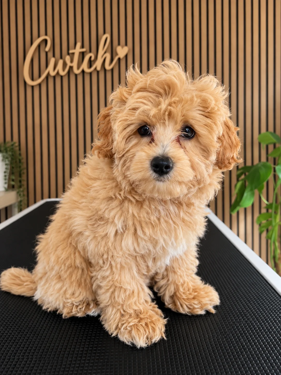 A golden puppy on the salon table.
